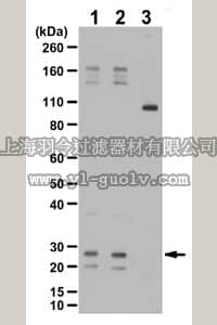 merck millipore,默克密理博,07-2119,Anti-phospho-RalA Antibody (Ser194)