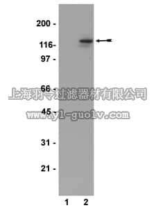 merck millipore,默克密理博,07-211,Anti-phospho-Met (Tyr1234/1235) Antibody