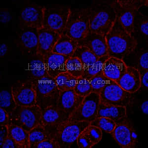 merck millipore,默克密理博,07-2123,Anti-Ras-related protein Ral-A Antibody