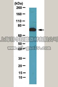 merck millipore,默克密理博,07-2128,Anti-Nucleolar GTP-binding protein 1 Antibody