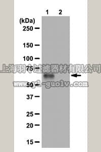 merck millipore,默克密理博,07-2129,Anti-phospho-Abi-1 (Ser225) Antibody