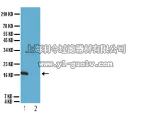 merck millipore,默克密理博,07-212,Anti-dimethyl-Histone H3 (Lys9) Antibody
