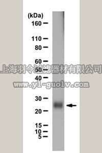 merck millipore,默克密理博,07-2130,Anti-Ubiquitin Antibody