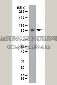 merck millipore,默克密理博,07-2132,Anti-PIP5K1 gamma Antibody, (long form)