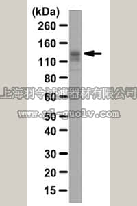 merck millipore,默克密理博,07-2138,Anti-TDRD1 Antibody