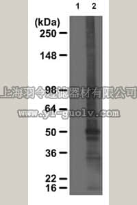 merck millipore,默克密理博,07-2139,Anti-Cysteine Sulfenic Acid Antibody