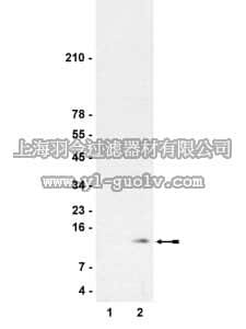 merck millipore,默克密理博,07-213,Anti-dimethyl-Histone H4 (Arg3) Antibody