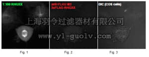 merck millipore,默克密理博,07-2142,Anti-ARHGAP36 Antibody