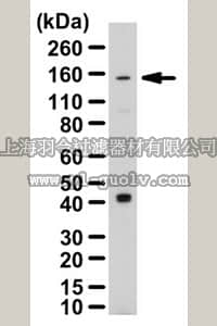merck millipore,默克密理博,07-2143,Anti-PLEKHG4B Antibody