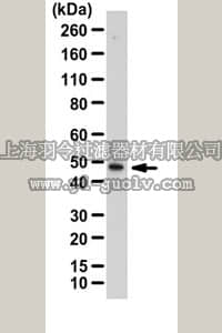 merck millipore,默克密理博,07-2144,Anti-PLEKHG7 Antibody