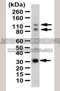merck millipore,默克密理博,07-2146,Anti-ARHGAP30 Antibody