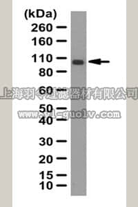 merck millipore,默克密理博,07-2148,Anti-Rho GTPase-activating protein 27 Antibody