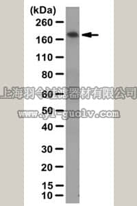 merck millipore,默克密理博,07-2149,Anti-Rho GTPase-activating protein 23 Antibody