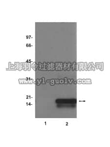 merck millipore,默克密理博,07-214,Anti-dimethyl-Histone H3 (Arg17) Antibody