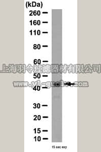merck millipore,默克密理博,07-2160,Anti-TRB-3 Antibody