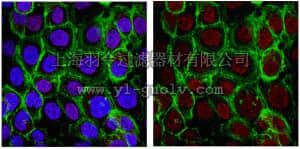 merck millipore,默克密理博,07-2162,Anti-PCNA Antibody