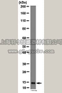 merck millipore,默克密理博,07-2167,Anti-SUMO 2/3 Antibody