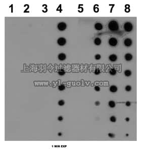 merck millipore,默克密理博,07-2168,Anti-modified Citrulline Antibody