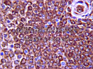 merck millipore,默克密理博,07-2170,Anti-PI3 Kinase-C2β Antibody
