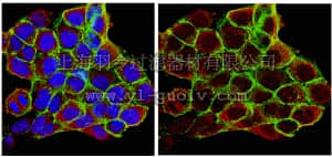 merck millipore,默克密理博,07-2174,Anti-Heat Shock Protein 90α Antibody