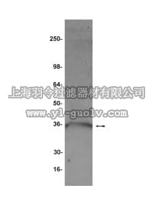 merck millipore,默克密理博,07-217,Anti-NAG-1/PTGFβ Antibody