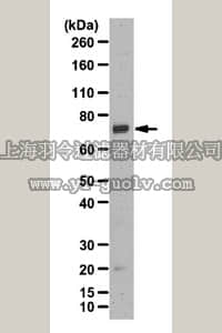 merck millipore,默克密理博,07-2182,Anti-Grb10 Antibody