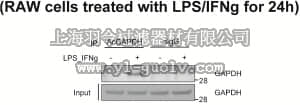 merck millipore,默克密理博,07-2184,Anti-acetyl-GAPDH (Lys160) Antibody