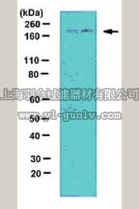 merck millipore,默克密理博,07-2187,Anti-phospho LRP-6 Antibody (Thr1572)