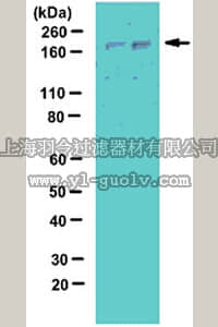 merck millipore,默克密理博,07-2188,Anti-phospho LRP-6 Antibody (Ser1607)