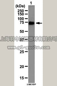merck millipore,默克密理博,07-2189,Anti-CAPZIP Antibody