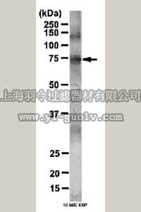 merck millipore,默克密理博,07-2190,Anti-phospho-CAPZIP Antibody (Ser108)