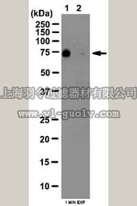 merck millipore,默克密理博,07-2191,Anti-phospho-CapZIP Antibody (Ser179)