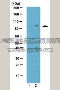 merck millipore,默克密理博,07-2192,Anti-phospho-TBK1 (Ser172) Antibody