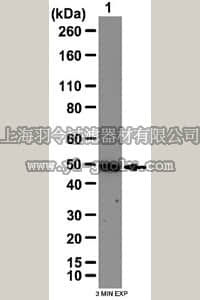 merck millipore,默克密理博,07-2193,Anti-IRF-3 Antibody