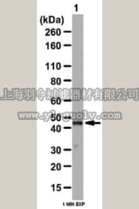 merck millipore,默克密理博,07-2195,Anti-NDRG1 Antibody