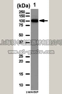 merck millipore,默克密理博,07-2197,Anti-PDE3A Antibody