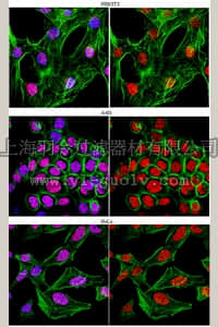 merck millipore,默克密理博,07-219,Anti-Histone Macro H2A.1 Antibody