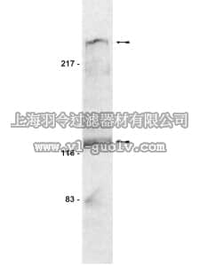 merck millipore,默克密理博,07-220,Anti-Notch1 Antibody, cytoplasmic domain