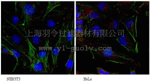 merck millipore,默克密理博,07-2242,Anti-phospho-c-Met (Tyr1230/1234/1235) Antibody