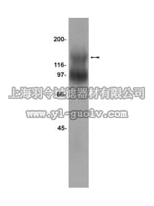 merck millipore,默克密理博,07-225,Anti-TrkB Antibody