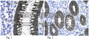 merck millipore,默克密理博,07-2261,Anti-WNK2 Antibody