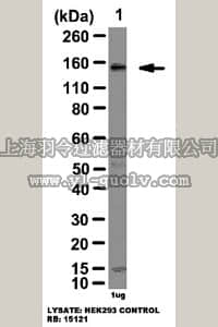 merck millipore,默克密理博,07-2263,Anti-WNK4 Antibody