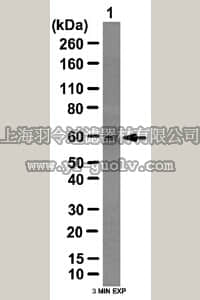 merck millipore,默克密理博,07-2264,Anti-OSR1 Antibody