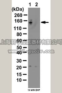 merck millipore,默克密理博,07-2268,Anti-phospho-TBC1D1 Antibody (Ser237)