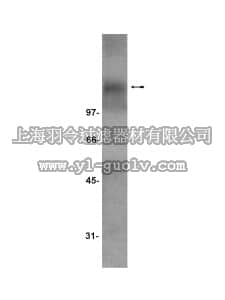 merck millipore,默克密理博,07-226,Anti-TrkC Antibody