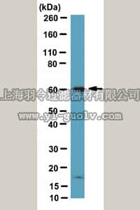 merck millipore,默克密理博,07-2276,Anti-mSIN1 Antibody