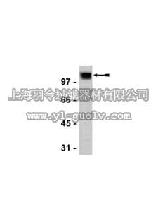 merck millipore,默克密理博,07-229,Anti-TACC1 Antibody