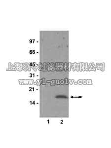 merck millipore,默克密理博,07-232,Anti-phospho-CENP-A (Ser7) Antibody