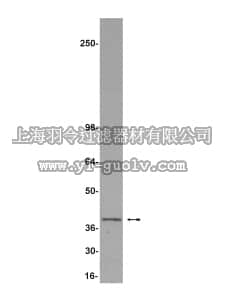 merck millipore,默克密理博,07-234,Anti-REA Antibody