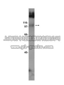 merck millipore,默克密理博,07-239,Anti-mGluR7 Antibody